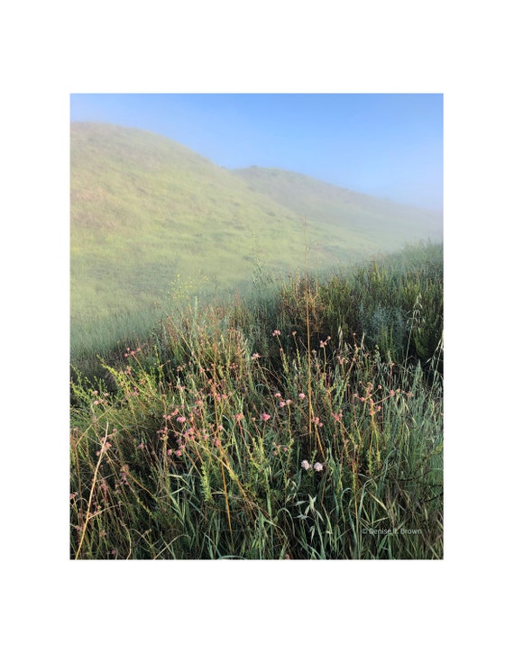 Foggy Flowers, Original Photography Print 8x10