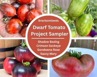 Dwarf Tomato Project Sampler Seeds Shadow Boxing Crimson Sockeye Gondwana Rose Saucy Mary (green when ripe)