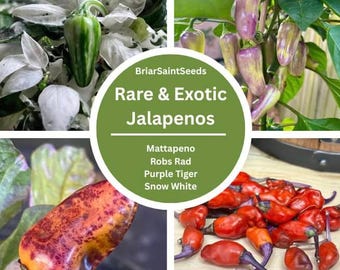 Rare And Exotic Jalapeno Seeds Mattapeno Robs Rad Purple Tiger Snow White&#39;s Dwarf
