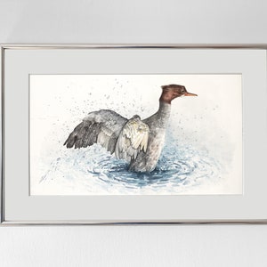 Gänsesäger, Original Aquarell gemalt