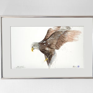 Weisskopfseeadler, Original Aquarell gemalt