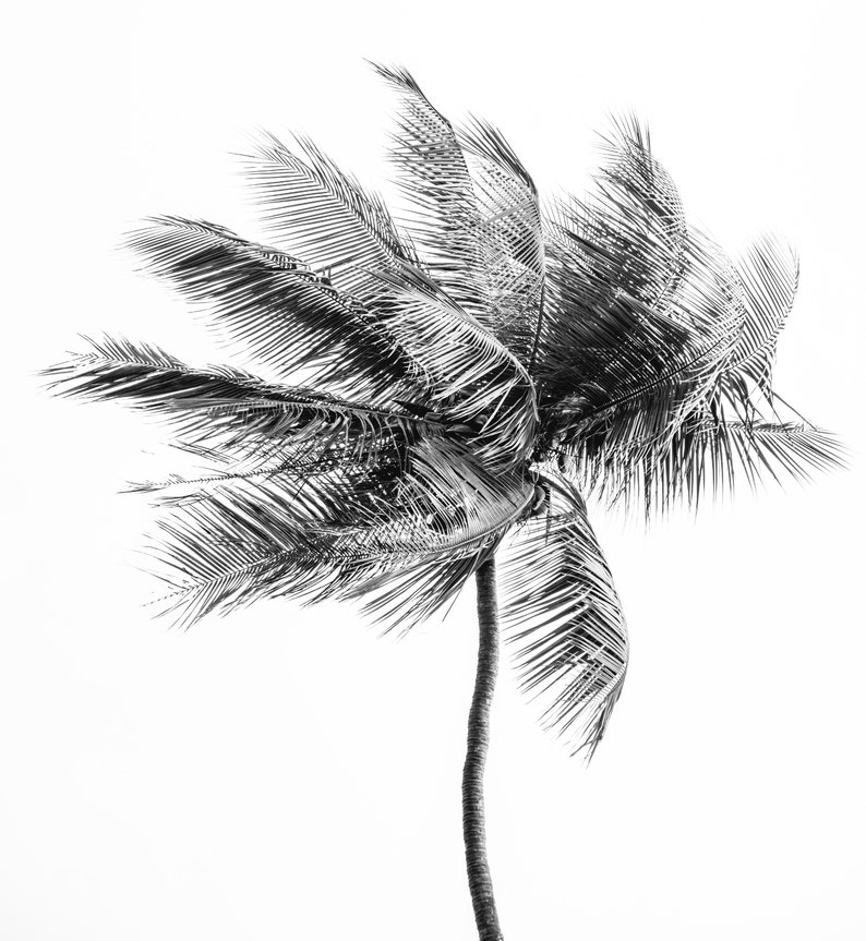 Palmtrees imagen 6