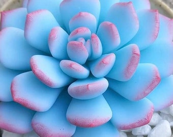 1Pcs Blue Clay Succulent Beauty ,Gift family, Flower Clay for Home Decor,Gift love