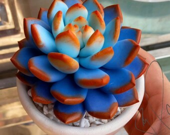 1Pcs Blue Light Clay Succulent Flower,Cute for desk,Gift birthday,Gift for love