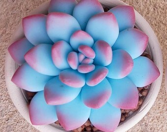 1Pcs Blue Clay Succulent Flower , Polymer Clay Flower, Flower Clay for Home,Gift love