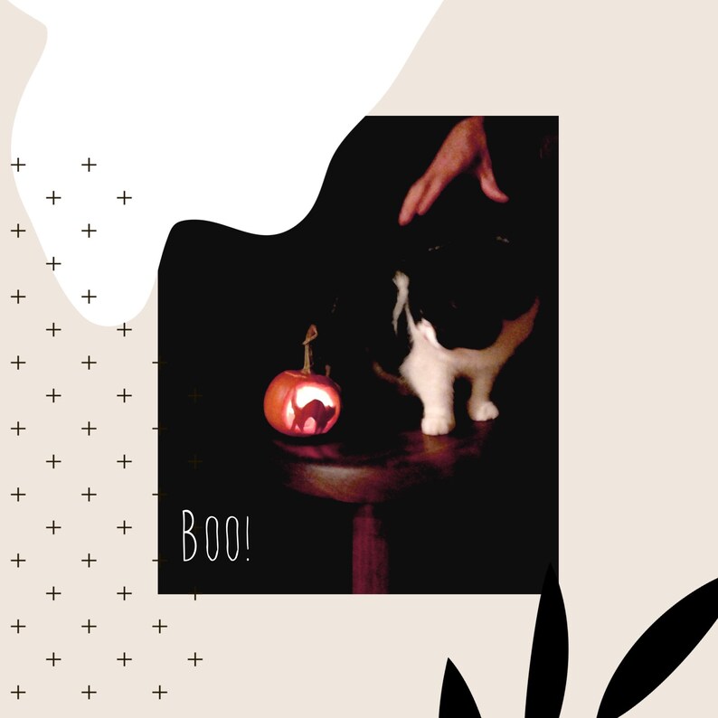 May include: A Halloween-themed image featuring a carved pumpkin with a cat silhouette, illuminated from within. A black and white cat stands nearby. The word "BOO!" is written in white. The background is dark.