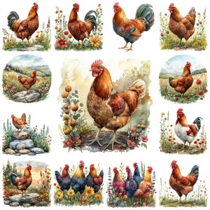 30 imágenes prediseñadas de pollo en acuarela, imágenes de paisajes de gallinas de granja, ilustración de fondo transparente de pollo floral, pollo de guardería, uso comercial