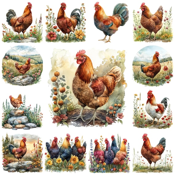 30 Watercolor Chicken PNG Clipart, Farm Hen Scenery Images, Floral Chicken Transparent BG Illustration, Nursery Chicken, Commercial Use