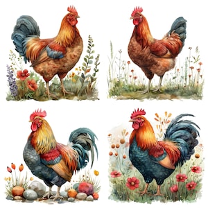 May include: Four watercolor illustrations of roosters with different colored feathers and backgrounds. Each rooster is standing on a patch of grass with flowers and leaves.