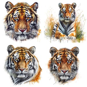 May include: Four watercolor paintings of tiger faces. Each tiger has orange and black stripes, a white muzzle, and a black nose. The tigers are looking directly at the viewer.
