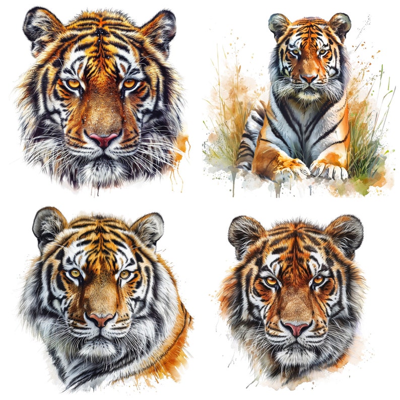 May include: Four watercolor paintings of tiger faces. Each tiger has orange and black stripes, a white muzzle, and a black nose. The tigers are looking directly at the viewer.