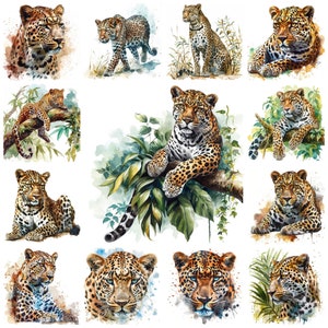 Leopardo de acuarela PNG Clipart, 28 imágenes de grandes felinos salvajes Panthera Pardus, manualidades digitales de leopardo felino salvaje, gato moteado, uso comercial