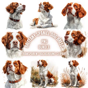 Brittany Spaniel Dog Breed PNG Clipart Bundle | Watercolor Brittany Spaniel Portrait Illustration, Pet Lover Printable Art, Commercial Use