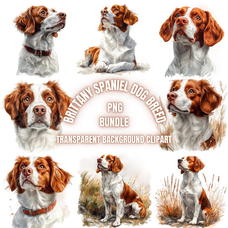 Brittany Spaniel Dog Breed PNG Clipart Bundle | Watercolor Brittany ...
