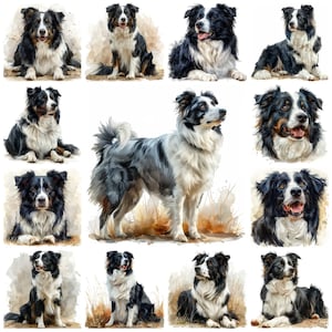 Bordercollie png-clipart, aquarel border collie hondenras transparante illustratie, portret collie herdershond, intelligente hond png