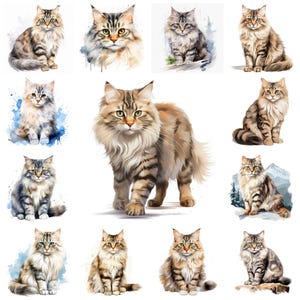 32 Siberische kat PNG clipart bundel, aquarel Siberische kitten kattenras illustratie, Siberische boskat sublimatie, commercieel gebruik