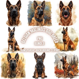 May include: A digital clipart bundle of eight watercolor illustrations of Belgian Malinois dogs in various poses. The dogs are depicted in a realistic style with detailed fur and facial expressions. The background is transparent, making these images ideal for use in digital projects.