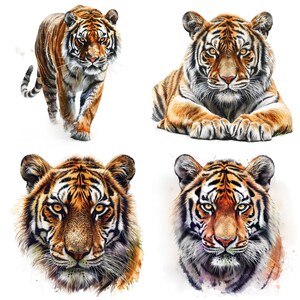 May include: Four watercolor paintings of a tiger. The tiger is depicted in different poses, including walking, lying down, and looking directly at the viewer. The paintings are done in a realistic style and feature detailed fur patterns.