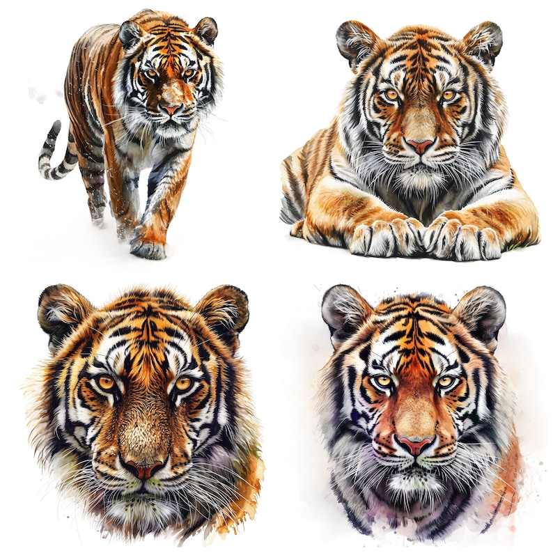 May include: Four watercolor paintings of a tiger. The tiger is depicted in different poses, including walking, lying down, and looking directly at the viewer. The paintings are done in a realistic style and feature detailed fur patterns.