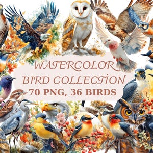 70 aquarel vogels collectie PNG clipart bundel, 36 vogelsoorten illustratie, instant download, commercieel gebruik, papier ambachten, kaarten maken