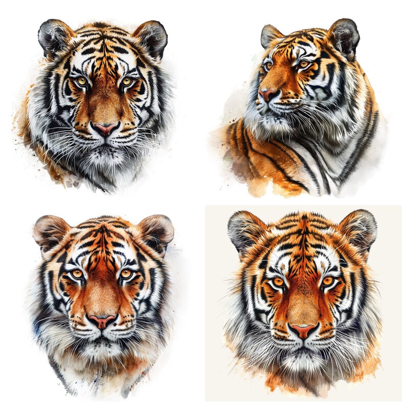 May include: Four watercolor paintings of a tiger's face. Each painting features a different pose and angle of the tiger's head. The tiger has orange and black stripes, a white muzzle, and a black nose.