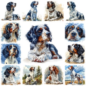 Clipart PNG de race de chien Setter anglais, aquarelle 44 Illustration de portrait d'animal de compagnie Setter de Laverack, Images de chiot Setter anglais, usage Commercial