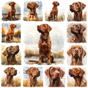 37 imágenes prediseñadas de la raza de perro Vizsla PNG, imágenes de retratos de perros punteros húngaros Vizsla en acuarela, imágenes de perros inquietantes, perros deportivos, uso comercial