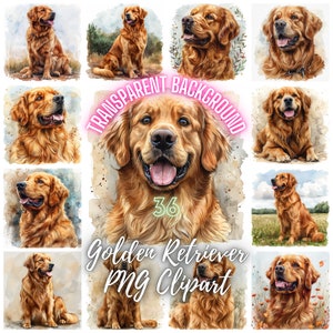 36 Golden Retriever PNG Clipart, Ilustração de raça de cachorro Golden Retriever em aquarela, Imagem PNG de cães Retriever, Artesanato digital, Uso comercial