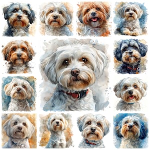 41 Havaneser Hund Porträt PNG Clipart, Aquarell Havaneser Bichon-Hund Rasse Illustration, süße Havaneser kleine Hunde Landschaft Kommerzielle Nutzung