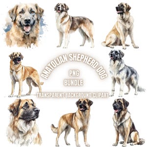 Anatolian Shepherd Dog Dog Breed PNG Clipart Bundle | Watercolor Dog Portrait Illustration, Pet Lover Printable Art, Commercial Use