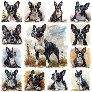 56 Boston Terrier PNG Clipart, Aquarell American Gentleman Haustier Porträt transparente Illustration, Boston Welpen Bilder, kommerzielle Nutzung