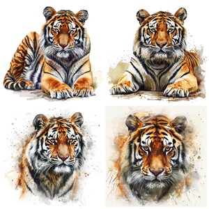 May include: Four watercolor paintings of a tiger. Each painting features a different pose of the tiger, with a watercolor background.