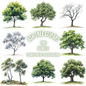 Ash Tree PNG Clipart Bundle, Watercolor Ash Forest Landscape Illustration, Tranparent Background Sublimation Pack, Commercial Use