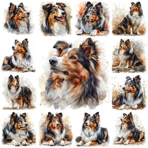 Op de afbeelding: Een verzameling van tien aquarellen van Shetland Sheepdogs, elk met een andere pose en uitdrukking. De honden zijn afgebeeld in verschillende tinten bruin, zwart en wit, met zachte, vloeiende vacht.