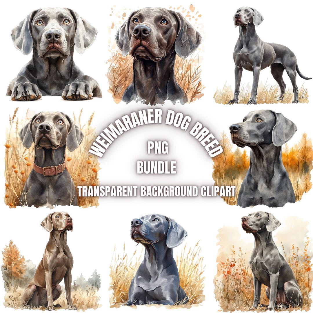 Weimaraner Dog Breed PNG Clipart Bundle, Watercolor Dog Portrait ...