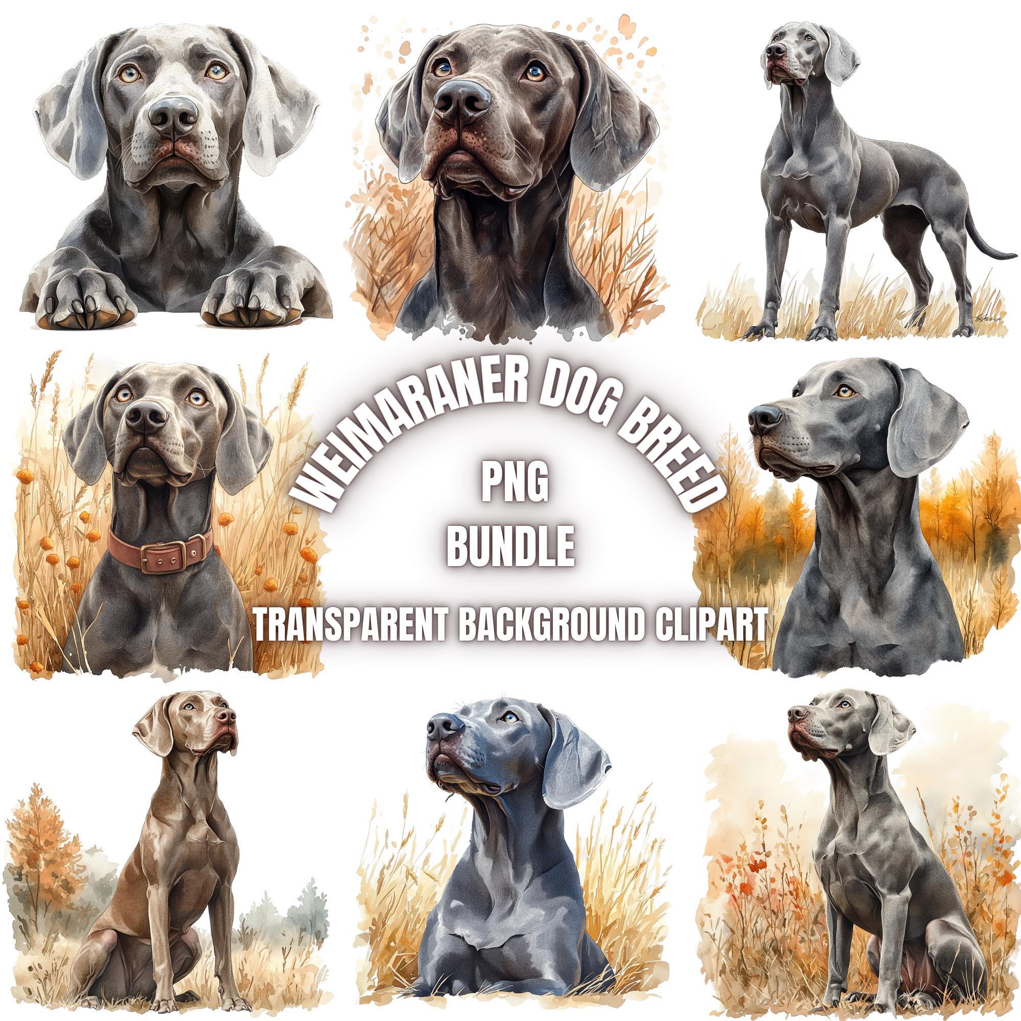 Braco de weimar png - Etsy México, image size:2000x2000