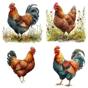 May include: Four watercolor paintings of roosters. Two roosters are brown with red combs and wattles, and two roosters are blue with red combs and wattles. The roosters are standing in a field of green grass and flowers.