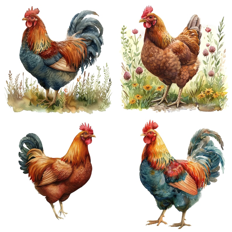 May include: Four watercolor paintings of roosters. Two roosters are brown with red combs and wattles, and two roosters are blue with red combs and wattles. The roosters are standing in a field of green grass and flowers.