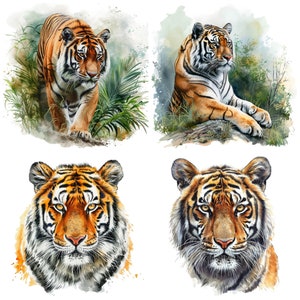 May include: Four watercolor paintings of tigers. The first image shows a tiger walking through a jungle. The second image shows a tiger lying down in a jungle. The third image shows a tiger's head and shoulders. The fourth image shows a tiger's head and shoulders.