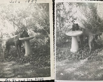 Vintage Photo, Dog Drinks from Birdbath, 2 Photos, Vernacular, Original Photo, Found Photograph, Old photo, Snapshot