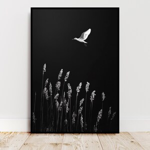 Peut inclure: Une photographie en noir et blanc d'un oiseau volant au-dessus de hautes herbes sur un fond sombre.