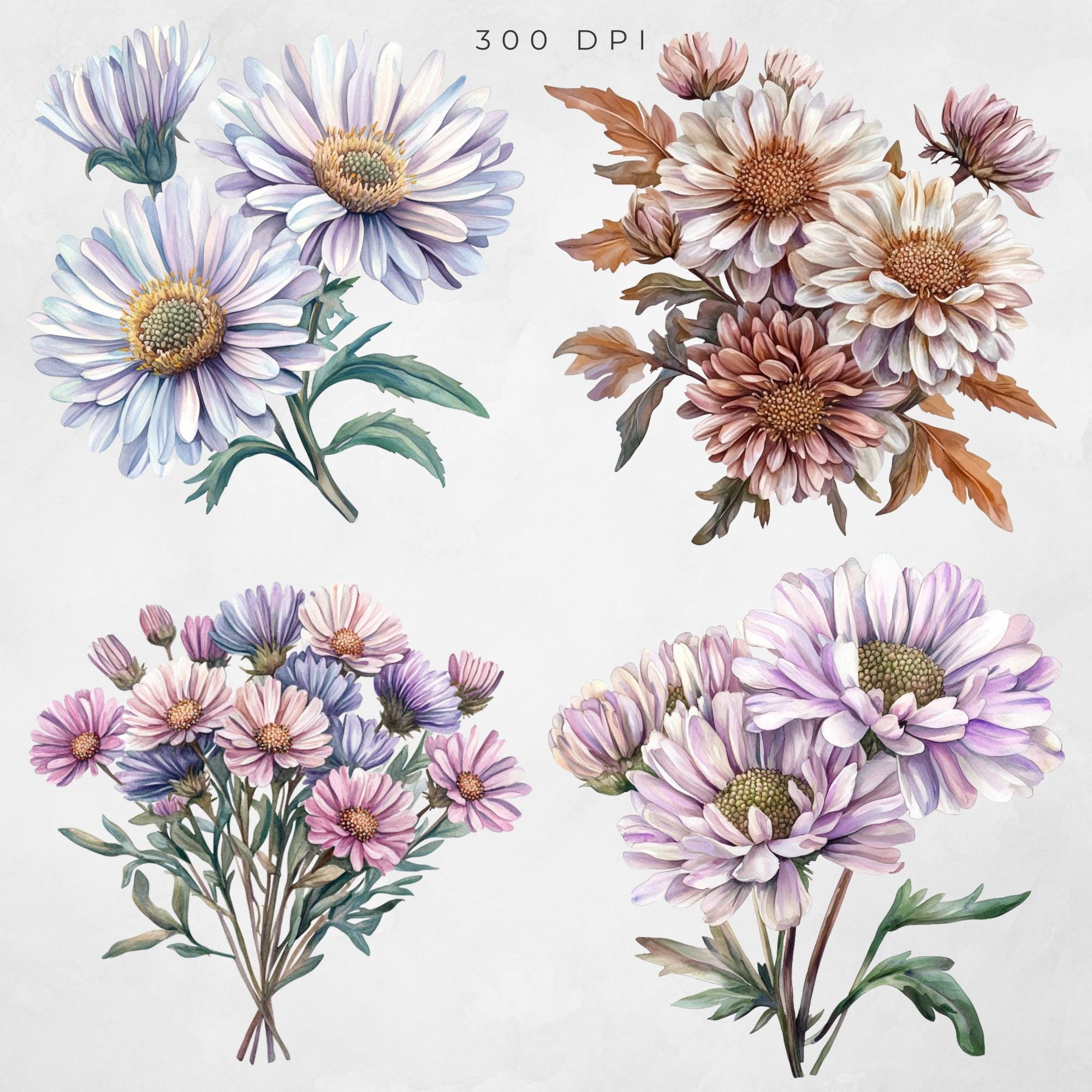 Watercolor Aster Floral Clipart: Transparent PNG Graphics (digital ...