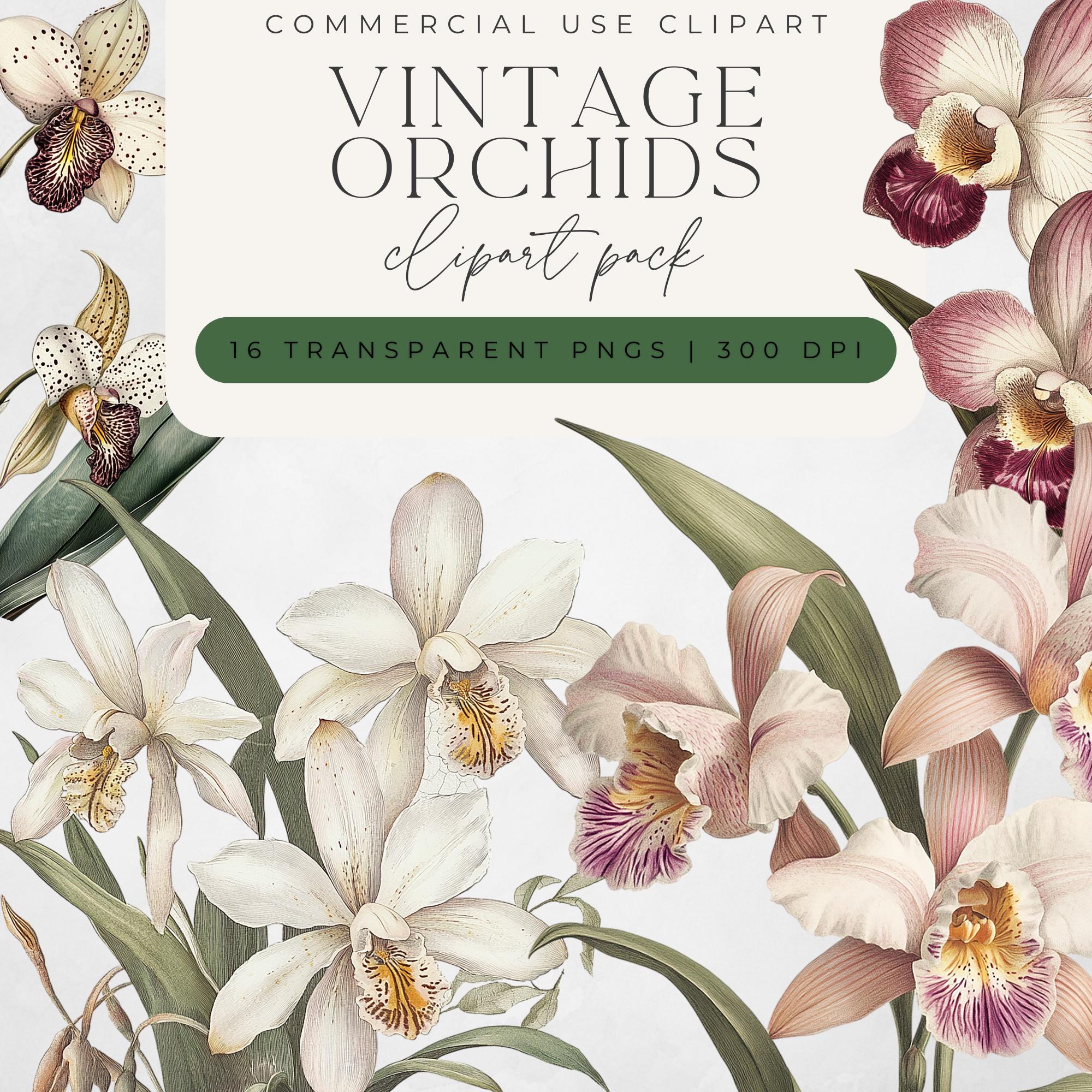 Ghost orchid - Etsy 日本