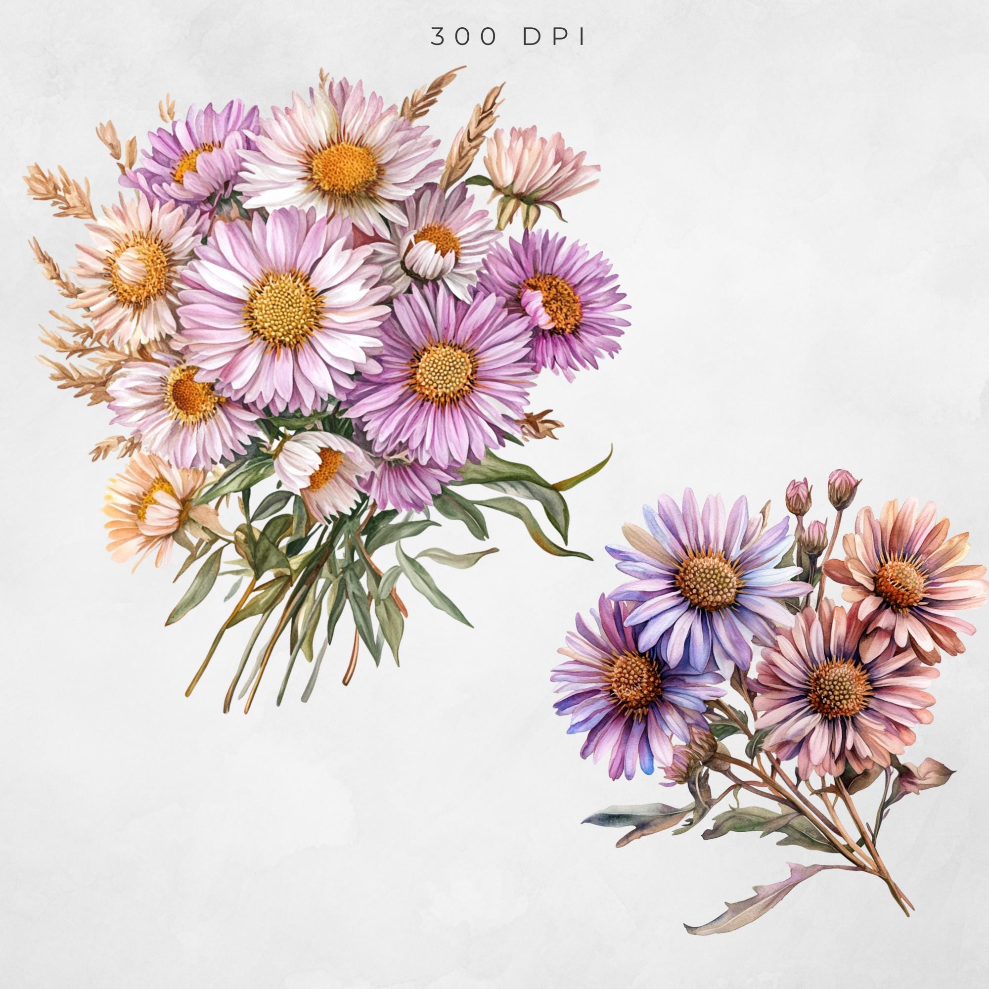 Watercolor Aster Floral Clipart: Transparent PNG Graphics (digital ...