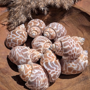May include: A collection of ten spiral seashells with a tan and white mottled pattern. The shells feature a distinct reticulated design across their surfaces and are arranged in a cluster. Each shell has a pointed apex and a smooth, glossy finish.
