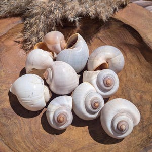 10er Set echte Mondschnecken Muscheln | Weiße Schneckenhäuser Boho | Große Deko Muscheln Aquarium & Terrarium | Maritime Sommer Tischdeko