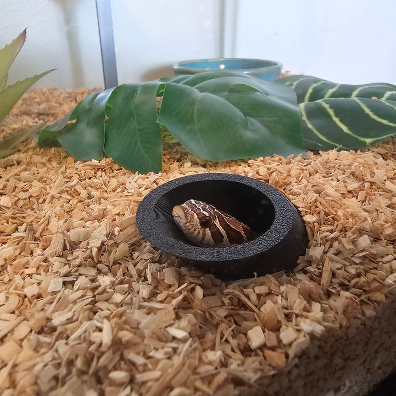 May include: A brown and white snake peeks out from a black hide in a terrarium. The enclosure features wood shavings, a large green leaf, and a small blue bowl. The snake's head is visible, with its patterned scales.