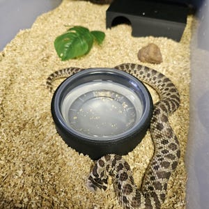 May include: A brown and white snake curled around a clear plastic water dish with a black rim. The snake is in a brown wood chip enclosure with a small black plastic hide.