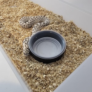 Op de afbeelding: Een witte en grijze slang die zich oprolt in een doorzichtige plastic container met houtsnippers en een zwarte waterbak.