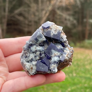 May include: A cluster of dark blue fluorite crystals with a cubic structure. The crystals are set in a matrix of gray and brown rock. The background is blurred, showing a green grassy area and trees.